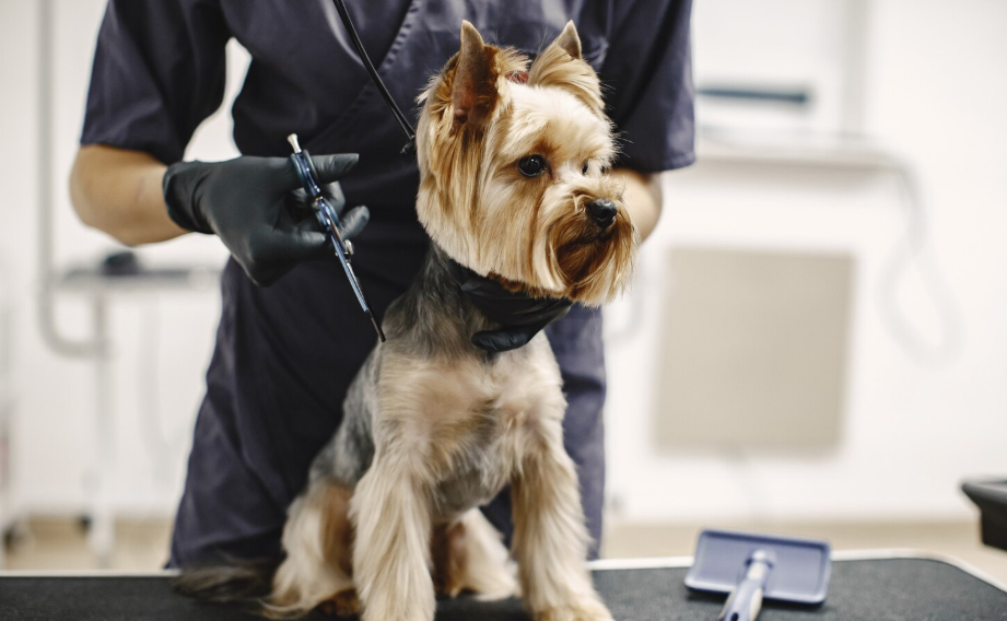 Pet Grooming